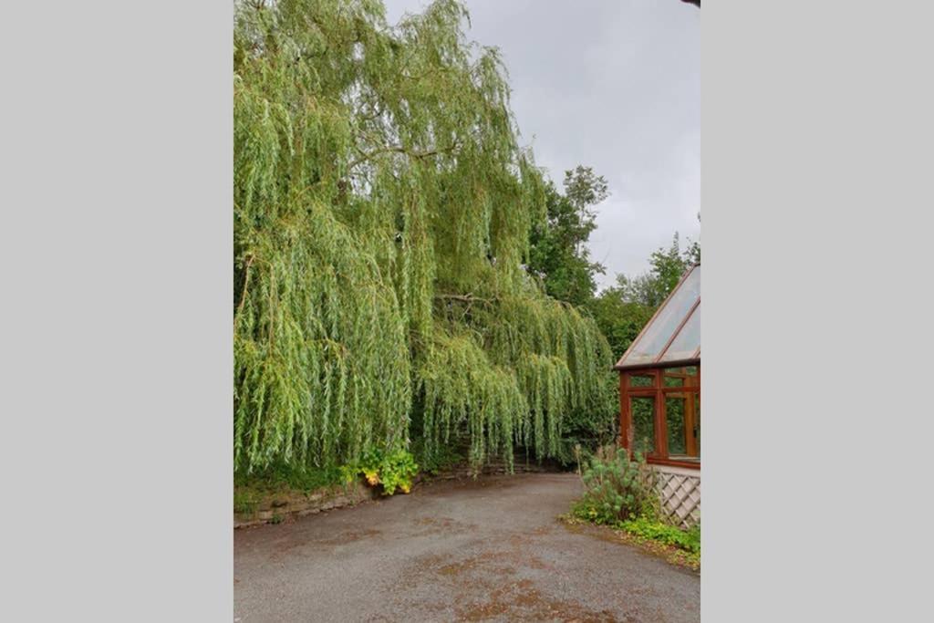 אברגאבני Willow Lodge מראה חיצוני תמונה